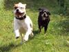 Blanding af racer SIGURD himmel hund ??