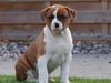 Amerikansk bulldog Luna