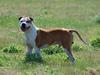 Amerikansk staffordshire terrier Thor
