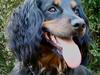Field Trial spaniel Kenzo
