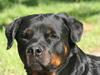 Rottweiler Fattiggården's Gracie *død*