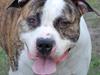 Amerikansk staffordshire terrier Djarnis