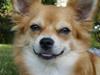 Chihuahua Molly