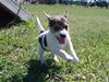 Jack russell terrier Ronja