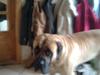 Mastiff Baloo<3