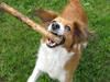 Kooikerhondje Tagas Topsi R.I.P