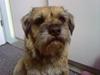 Border terrier Max
