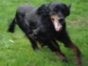 Gordon setter RUKILA'S Clive