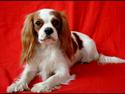Cavalier king charles spaniel Chilli