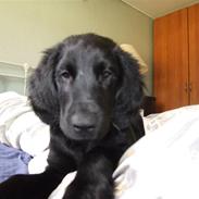 Flat coated retriever Koda