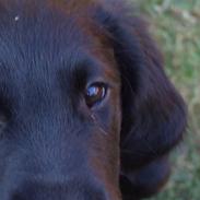 Flat coated retriever Koda