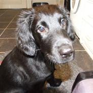 Flat coated retriever Koda