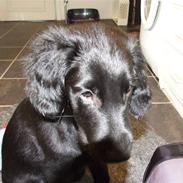 Flat coated retriever Koda