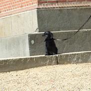 Flat coated retriever Koda