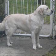 Golden retriever Golden Maid Rocking Boy 