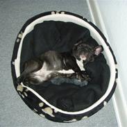 Fransk bulldog tyson