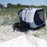 Fransk bulldog tyson