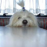 Coton de tulear Bella