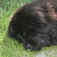 Newfoundlænder Molly