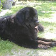 Newfoundlænder Molly