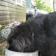 Newfoundlænder Molly