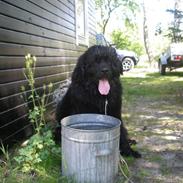 Newfoundlænder Molly