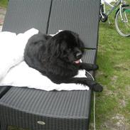 Newfoundlænder Molly