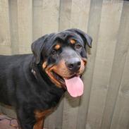 Rottweiler Troja