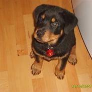 Rottweiler Troja