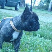 Fransk bulldog Nelli