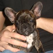 Fransk bulldog Nelli