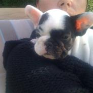 Fransk bulldog tyson