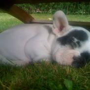 Fransk bulldog tyson