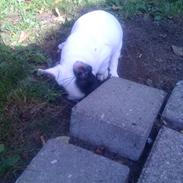 Fransk bulldog tyson