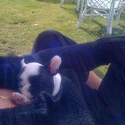 Fransk bulldog tyson