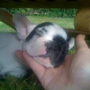 Fransk bulldog tyson