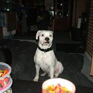 Amerikansk bulldog Spike hvil i fred