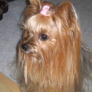 Yorkshire terrier Daisy