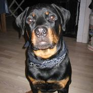 Rottweiler Nuggi