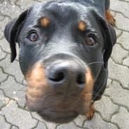 Rottweiler Nuggi