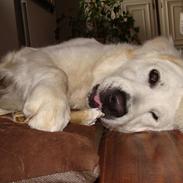 Golden retriever Simba