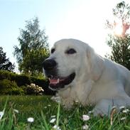 Golden retriever Simba