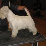 West highland white terrier Diva 