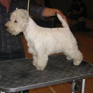 West highland white terrier Diva 
