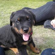 Rottweiler Guffi *venindes*