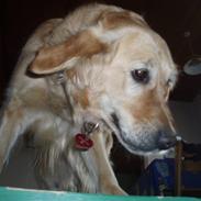 Golden retriever Caseih