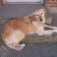 Golden retriever Caseih