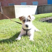 Parson russell terrier Funny Girl