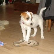 Parson russell terrier Funny Girl