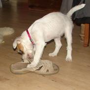 Parson russell terrier Funny Girl